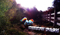 Rainbow Dash Nature Wallpaper