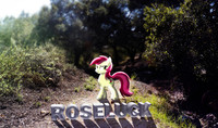 Roseluck Nature Wallpaper