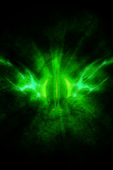 Royal Emblems iPod/iPhone Pack